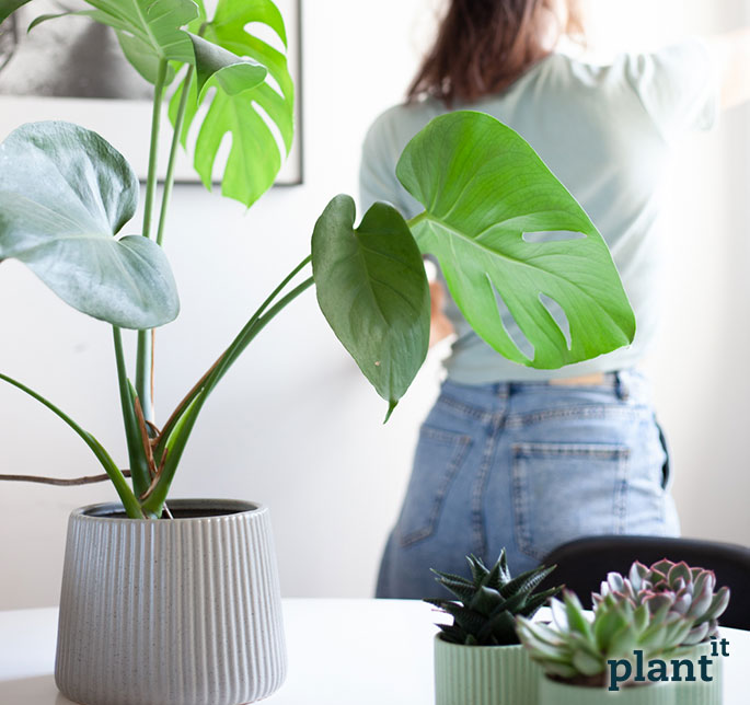 Plantit