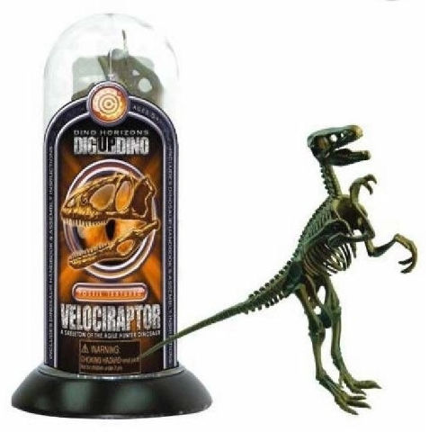 דגם תלת מימד דינוזאור Velociraptor שלד מאובן
