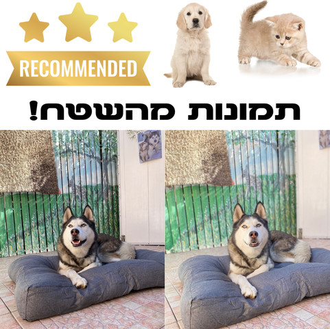 מיטה לכלב גדול