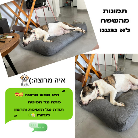 מיטה לכלב גדול