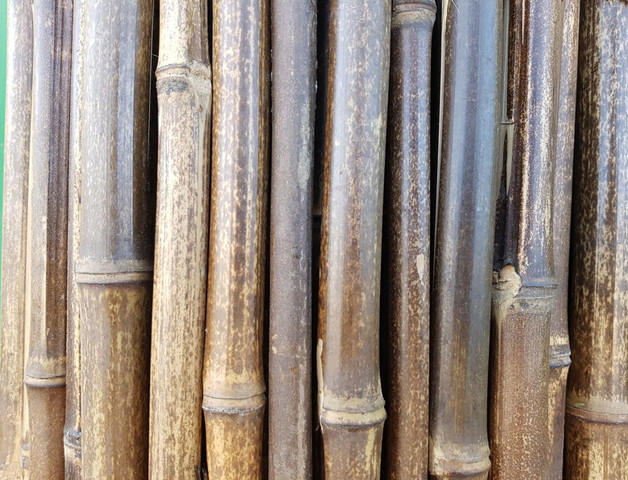 במבוק מושחל 30-35 שחור 1*2 - Garden Top