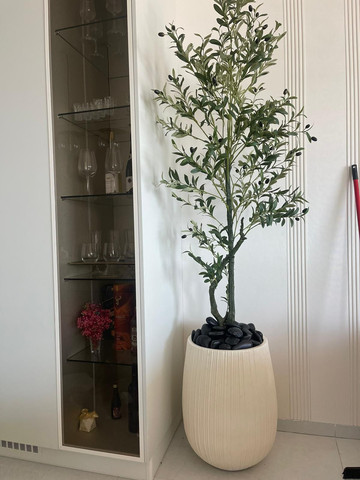 עץ זית מפוצל 1.8 מטר כולל כד סנטוריני שחור גובה 60 ס"מ