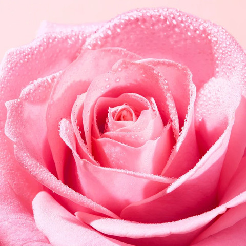 VERY ROSE מים מיסלריים 3 ב1