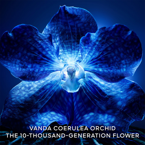 ORCHIDEE IMPERIALE קרם לונג'ביטי אריזת מילוי