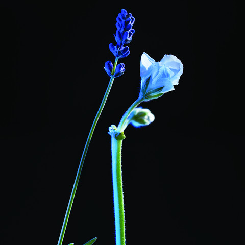 NUIT DE BLEU ELECTRIQUE א.ד.ט לגבר