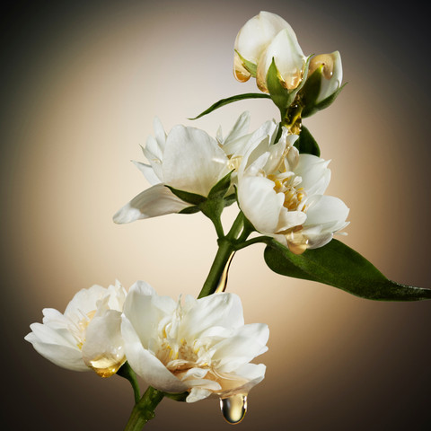 THE SCENT א.ד.פ לאשה