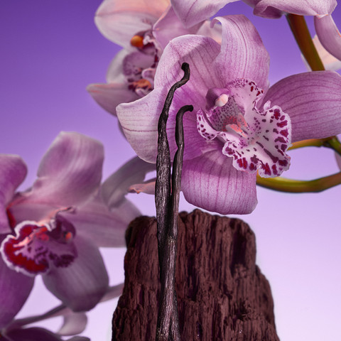 EUPHORIA ELIXIR BOLD PURPLE אלקסיר פרפיום אינטנס לאשה