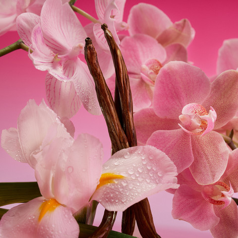 EUPHORIA ELIXIR MAGNETIC PINK אלקסיר פרפיום אינטנס פרפיום לאשה
