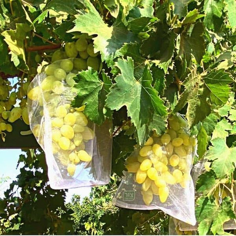 20 שקיות הגנה לפירות מפני חרקי גינה וציפורים, שקופה ואיכותית, הרשת מגנה גם מפני זבוב הפירות