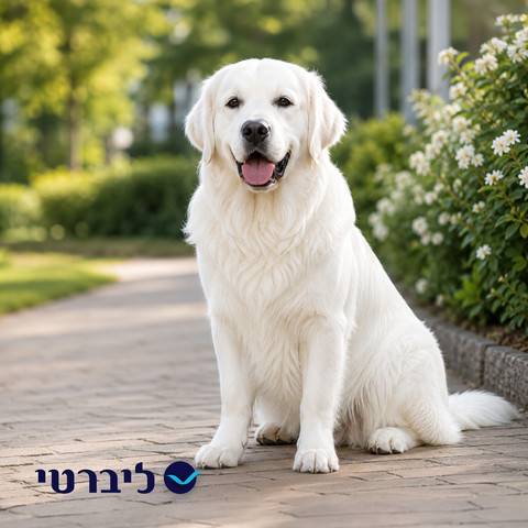 שמפו לכלב לבעלי פרווה בהירה | ניקוי עדין והבלטת גוון הפרווה