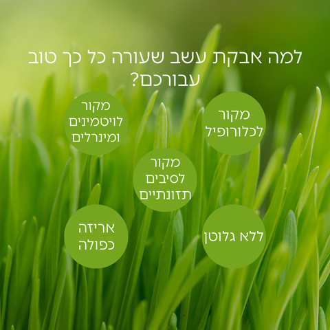 אבקת מיץ עשב שעורה אורגנית