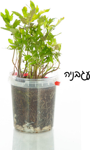 הגנן הקטן אדנית אקולוגית