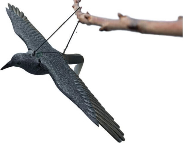 דחליל עורב פרוש כנפיים, להרחקת יונים ועורבים 57 ס"מ אורך כנפיים כללי, אורך הגוף 40 ס"מ