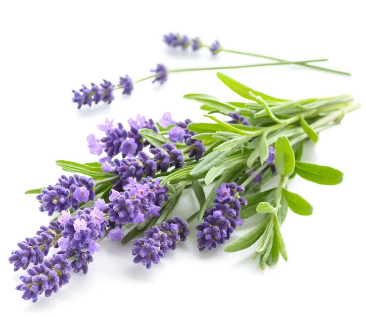 שמן אתרי לבנדר | Lavandula angustifolia
