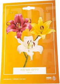 ינשוף מרקט מארז 3 פקעות ליליום - תערובת