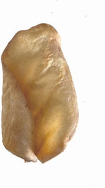 Almex אוזן בקר חטיף לכלב
