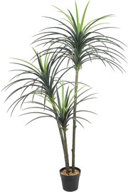 Garden Accessoirs יוקה מפוצל 3 גזעים 1.6 מטר