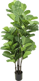 Garden Accessoirs פיקוס כינורי 1.5 מטר UV לשמש מלאה