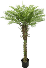 Garden Accessoirs דקל קוקוס 1.6 מטר כולל UV עמיד לשמש