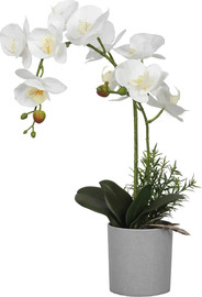 Garden Accessoirs סחלב לבן 50 ס”מ