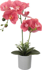 Garden Accessoirs סחלב ורוד 50 ס”מ