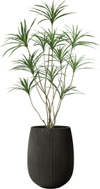 Garden Accessoirs עץ דרצנה מפוצל 14 ענפים 1.5 מטר כולל כד סנטוריני שחור