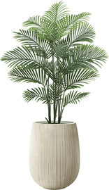 Garden Accessoirs דקל אריקה 1.65 מטר כולל כד סנטוריני קרם