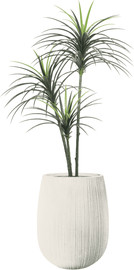 Garden Accessoirs עץ יוקה מפוצל 1.6 מטר כולל כד סנטוריני לבן גובה 60 ס"מ
