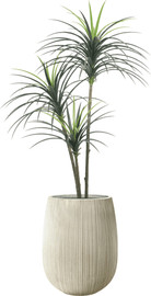 Garden Accessoirs עץ יוקה מפוצל 1.6 מטר כולל כד סנטוריני קרם גובה 60 ס"מ