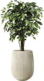Garden Accessoirs עץ פיקוס ירוק 1.2 מטר כולל כד סנטוריני קרם גובה 60 ס"מ