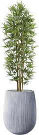 Garden Accessoirs עץ במבוק 1.8 מטר כולל כד סנטוריני אפור גובה 40 ס"מ