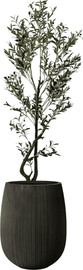 Garden Accessoirs עץ זית מפוצל 1.8 מטר כולל כד סנטוריני שחור גובה 60 ס"מ