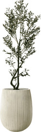 Garden Accessoirs עץ זית מפוצל 1.8 מטר כולל כד סנטוריני קרם גובה 60 ס"מ