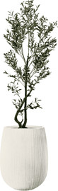 Garden Accessoirs עץ זית מפוצל 1.8 מטר כולל כד סנטוריני לבן גובה 60 ס"מ