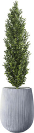 Garden Accessoirs עץ ברוש 1.5 מטר עמיד לשמש מלאה כולל כד סנטוריני אפור גובה 40 ס"מ