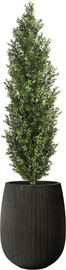 Garden Accessoirs עץ ברוש 1.5 מטר עמיד לשמש מלאה כולל כד סנטוריני שחור גובה 60 ס"מ