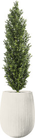 Garden Accessoirs עץ ברוש 1.5 מטר עמיד לשמש מלאה כולל כד סנטוריני לבן גובה 60 ס"מ