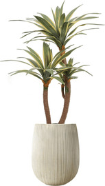 Garden Accessoirs אגבה אמריקנה 1.3 מטר כולל כד סנטוריני קרם גובה 40 ס"מ