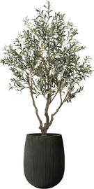 Garden Accessoirs עץ זית ענק 2.3 מטר כולל כד סנטוריני שחור גודל 60 ס"מ