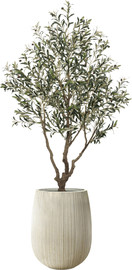 Garden Accessoirs עץ זית ענק 2.3 מטר כולל כד סנטוריני קרם גודל 60 ס"מ