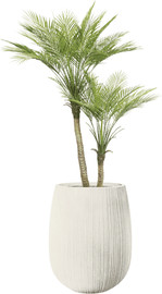 Garden Accessoirs דקל מפוצל 1.2 מטר כולל כד סנטוריני לבן גובה 40 ס"מ
