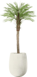 Garden Accessoirs דקל קוקוס 1.6 מטר UV כולל כד סנטוריני לבן גודל 60 ס"מ
