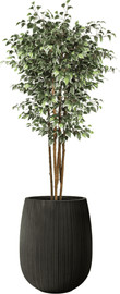 Garden Accessoirs פיקוס מגוון 1.8 מטר כולל כד סנטוריני שחור גודל 40 ס"מ