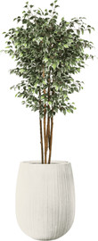 Garden Accessoirs פיקוס מגוון 1.8 מטר כולל כד סנטוריני לבן גודל 40 ס"מ