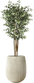 Garden Accessoirs פיקוס מגוון 1.8 מטר כולל כד סנטוריני קרם גודל 40 ס"מ