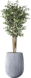Garden Accessoirs פיקוס מגוון 1.8 מטר כולל כד סנטוריני אפור גודל 60 ס"מ