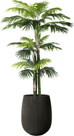 Garden Accessoirs דקל רוסטינה 3.0 מטר כולל כד סנטוריני שחור גודל 60 ס"מ