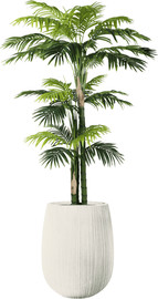 Garden Accessoirs דקל רוסטינה 3.0 מטר כולל כד סנטוריני לבן גודל 60 ס"מ