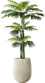 Garden Accessoirs דקל רוסטינה 3.0 מטר כולל כד סנטוריני קרם גודל 60 ס"מ