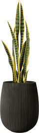 Garden Accessoirs סנסיוורייה 92 ס”מ כולל כד סנטוריני שחור גודל 40 ס"מ